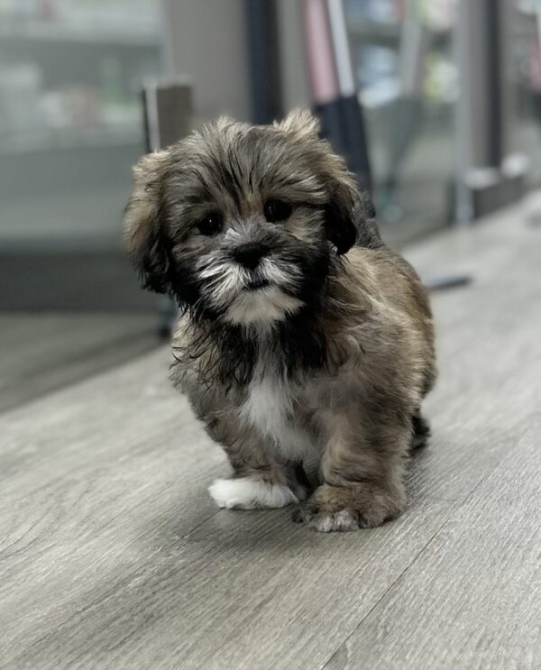 [#251394-02]  - Red Sable M Lhasa Apso Puppies for Sale