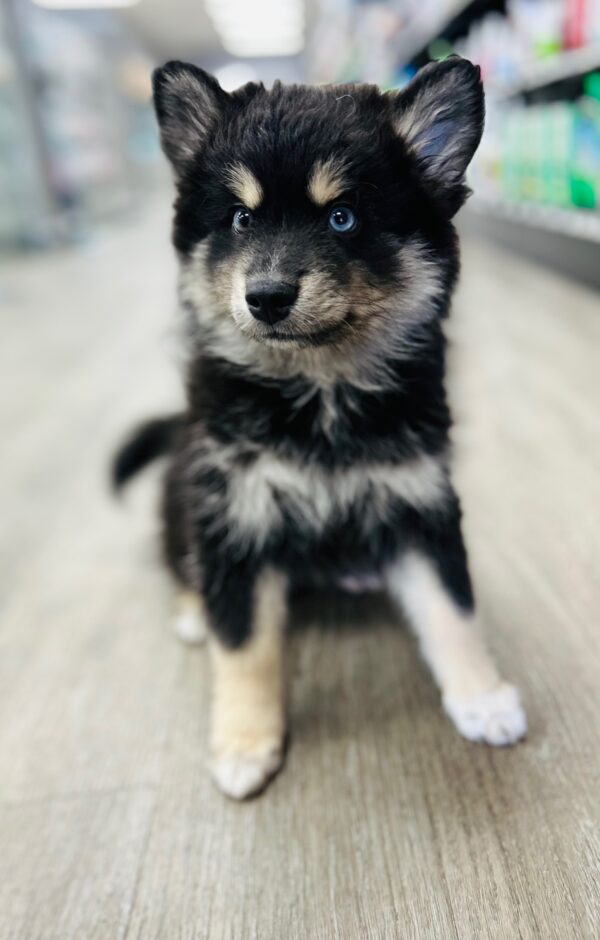 [#251153-01]  - Black / Tan M Pomsky Puppies for Sale