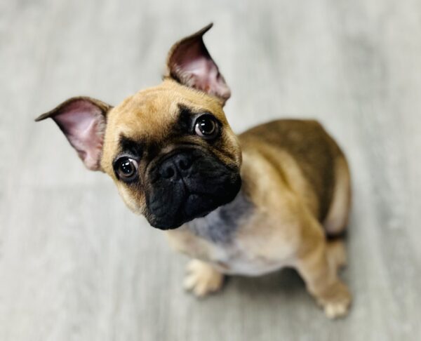 [#251041-01]  - Fawn M French Bulldog Puppies for Sale