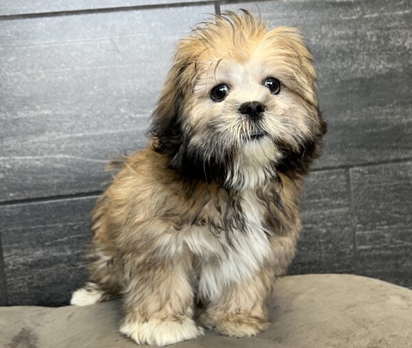 [#251394-02]  - Red Sable M Lhasa Apso Puppies for Sale