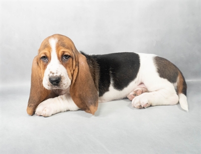 [#M03996]  - Black Tan and White F Basset Hound Puppies for Sale