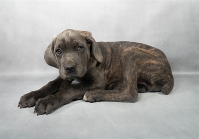 [#M04450]  - Blue F Cane Corso Puppies for Sale
