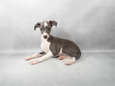 [#M04500]  - Blue F Italian Greyhound Puppies for Sale