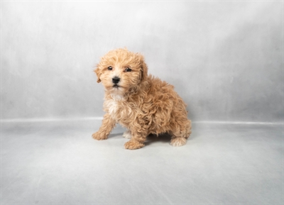 [#M04860]  - Fawn F Havapoo Puppies for Sale