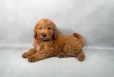 [#M05947]  - Red F Mini Goldendoodle F1B Puppies for Sale