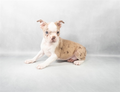 [#M04916]  - Red Merle F Boston Terrier Puppies for Sale