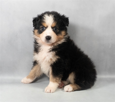[#M05957]  - Black White and Tan F Miniature American Shepherd Puppies for Sale