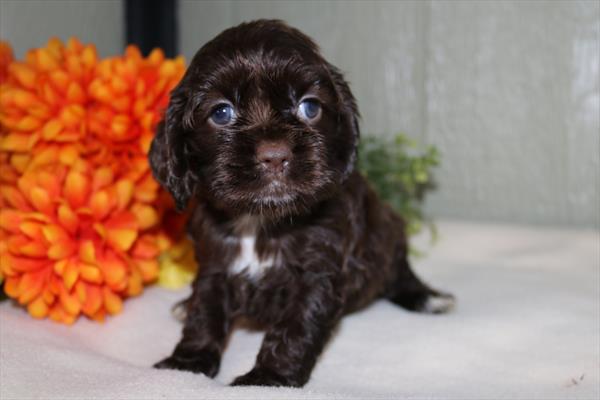 [#251079-05]  - Chocolate / White F Cocker Spaniel Puppies for Sale
