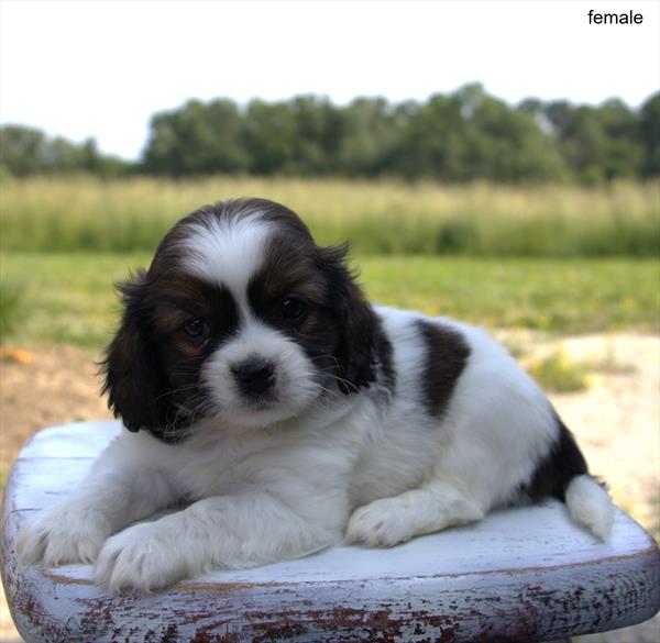 [#25441-05]  - Sable / White F Cavatzu Puppies for Sale