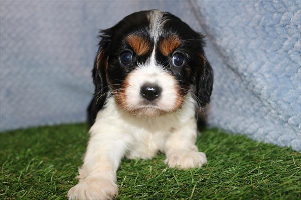 [#251155-06]  - Tri-Colored F Cavalier King Charles Spaniel Puppies for Sale