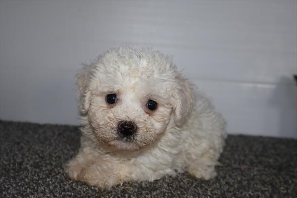 [#251586-07]  - White F Bichon Frise Puppies for Sale