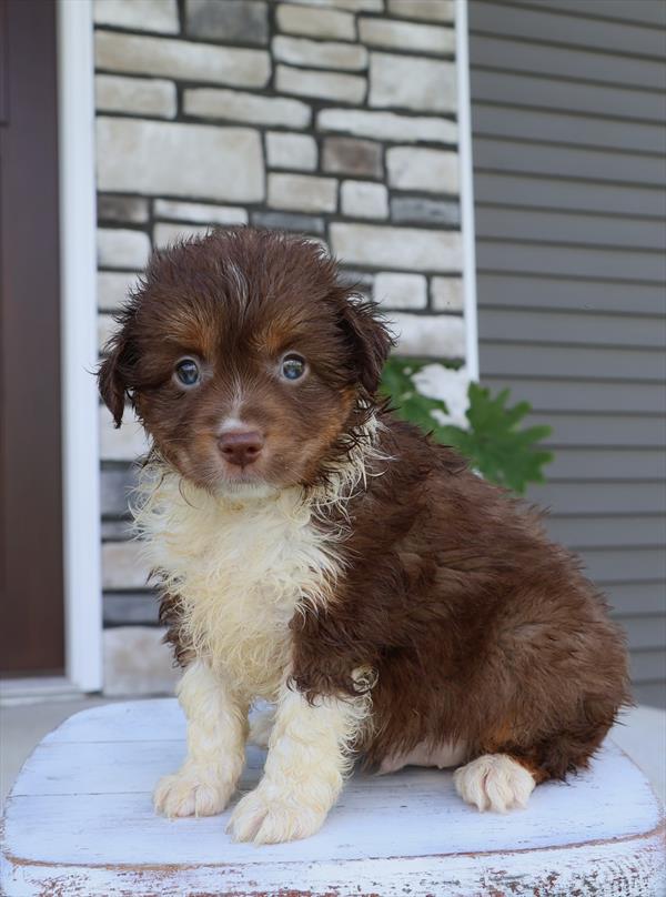 [#25538-01]  - Red M Miniature Australian Shepherd Puppies for Sale
