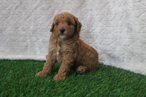 [#251394-01]  - Red M Poodle Puppies for Sale