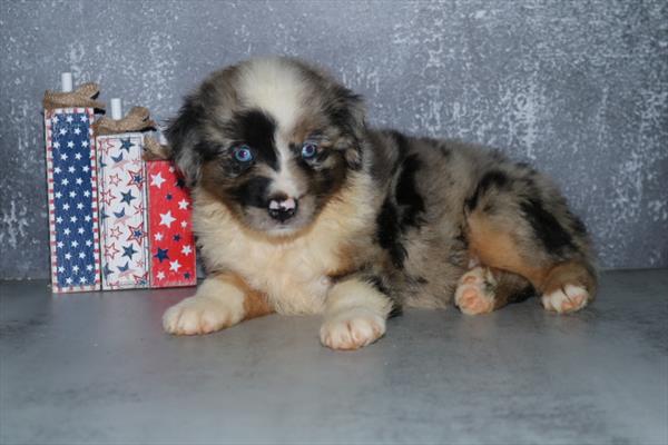 [#251667-06]  - Blue Merle F Miniature Australian Shepherd Puppies for Sale