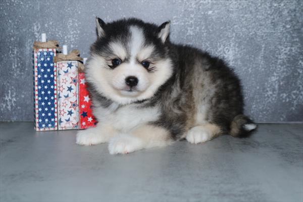 [#251578-06]  - Black / White F Pomsky Puppies for Sale