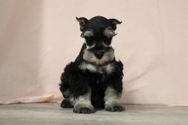 [#251211-01]  - Salt / Pepper M Miniature Schnauzer Puppies for Sale