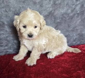 [#251363-01]  - Apricot M Maltese/Poodle Mini Puppies for Sale