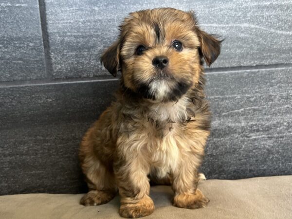 [#25993-02]  - Brown M Shorkie Puppies for Sale