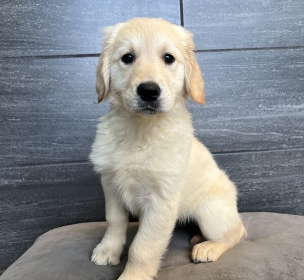 [#251807-10]  - Golden F Golden Retriever Puppies for Sale