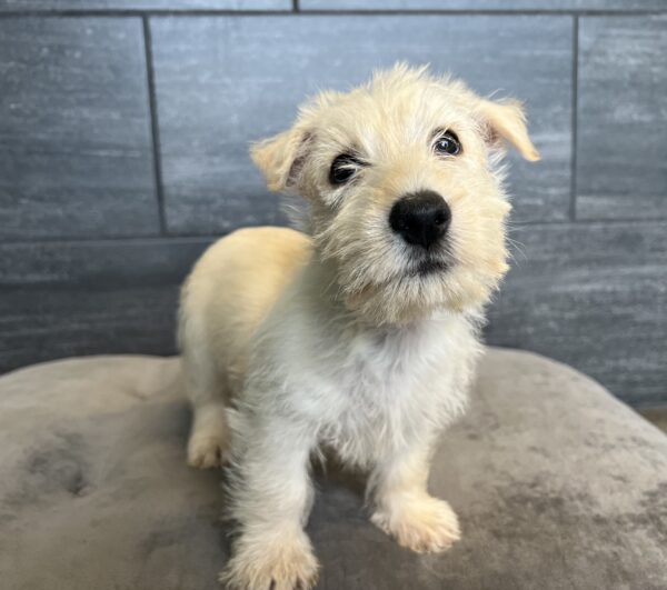 [#251184-01]  - White M Scottish Terrier Puppies for Sale
