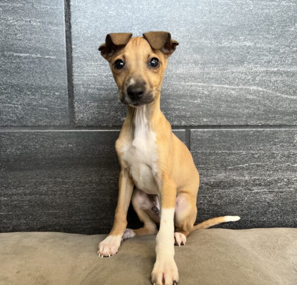 [#M06424]  - Red M Italian Greyhound Puppies for Sale