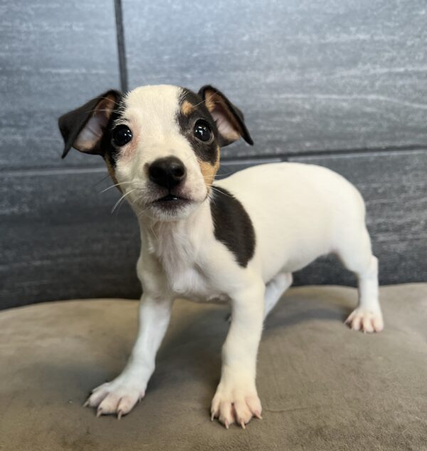 [#M05775]  - White Black and Tan F Jack Russell Terrier Puppies for Sale