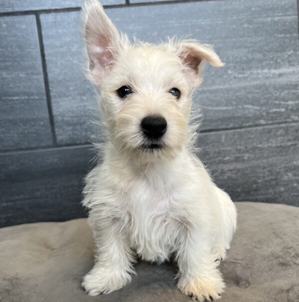 [#M06528]  - White M West Highland White Terrier Puppies for Sale