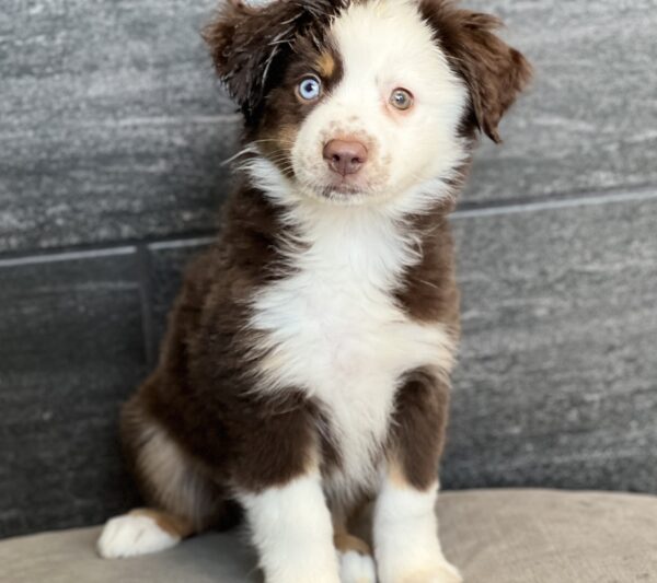 [#M05838]  - Red and White F Miniature Australian Shepherd Puppies for Sale