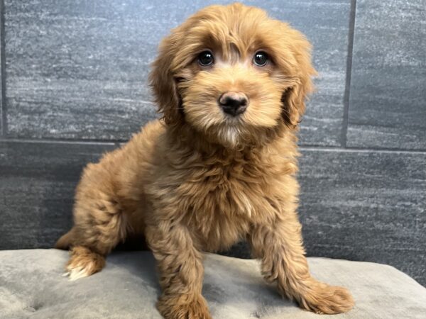 [#251279-04]  - Red F Goldendoodle Mini Puppies for Sale