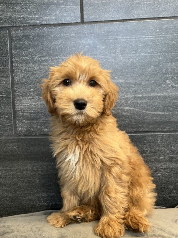 [#251279-04]  - Red F Goldendoodle Mini Puppies for Sale