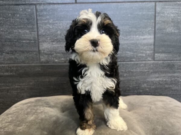 [#251375-04]  - Black Tan / White F Bernedoodle Mini 2nd Gen Puppies for Sale