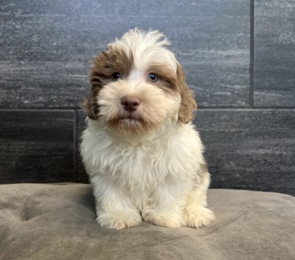 [#251681-04]  - Chocolate / Tan M Havanese Puppies for Sale