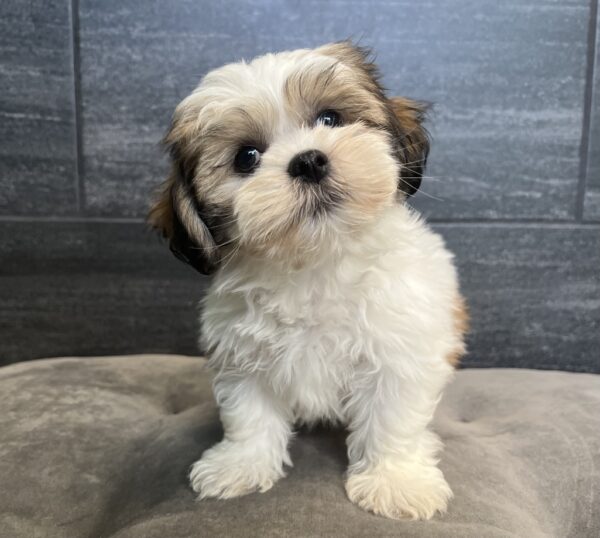 [#251359-06]  - Brindle M Lhasa Apso Puppies for Sale