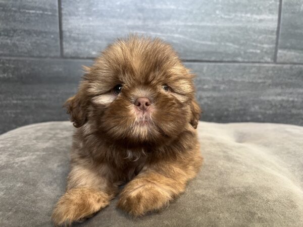 [#25340-01]  - M Shih Tzu Puppies for Sale