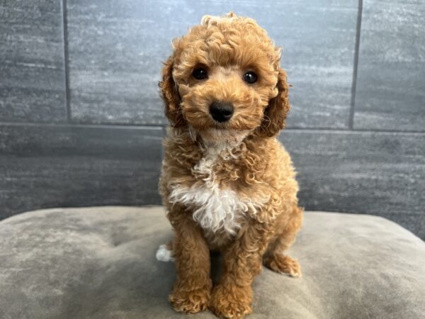 [#251373-02]  - Red M Poodle Puppies for Sale
