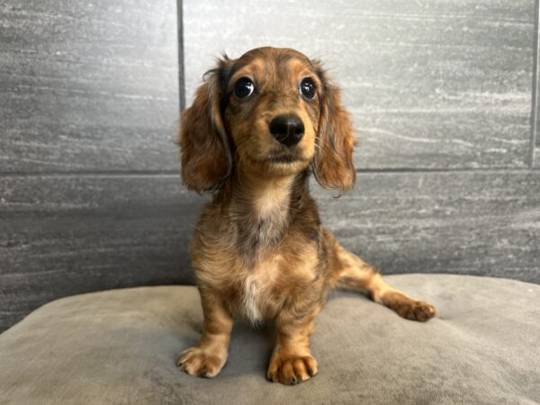 [#25435-03]  - Sable M Dachshund Puppies for Sale