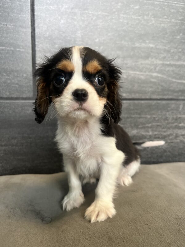 [#M06659]  - Black and White M Cavalier King Charles Spaniel Puppies for Sale