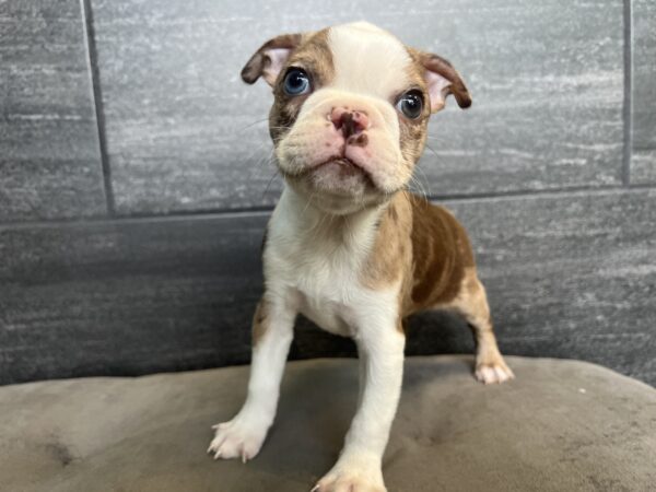 [#25568-01]  - Chocolate Merle M Boston Terrier Puppies for Sale