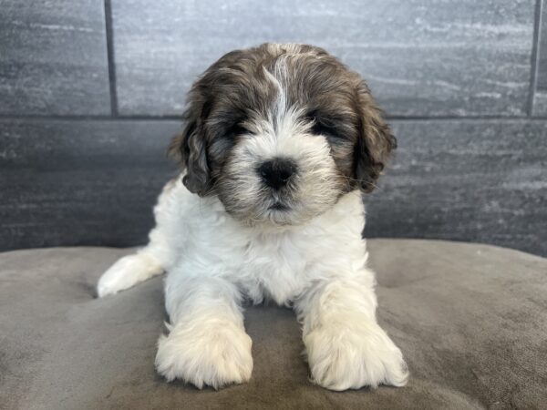 [#251254-02]  - Chocolate Merle M Daisy Dog Puppies for Sale