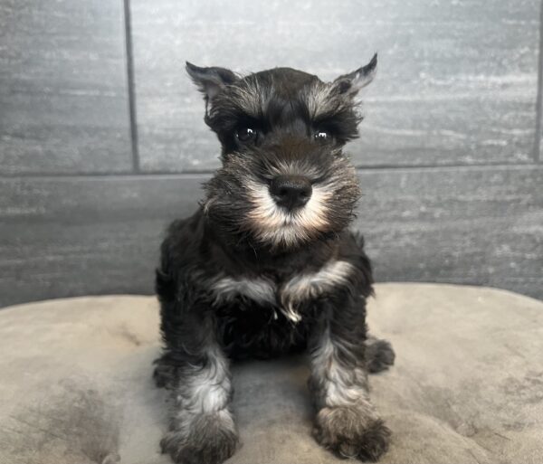 [#251210-05]  - Black / Silver M Miniature Schnauzer Puppies for Sale