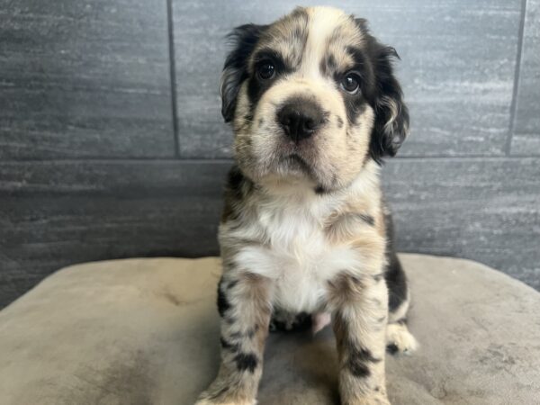 [#251130-03]  - Blue Merle M Hippo Mini Puppies for Sale