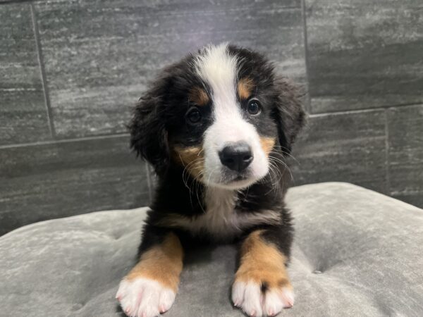 [#M07169]  - Black Rust and White M Bernese Mountain Dog Puppies for Sale