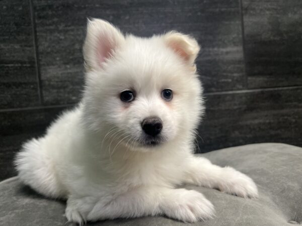 [#251267-05]  - White F Pomsky Puppies for Sale