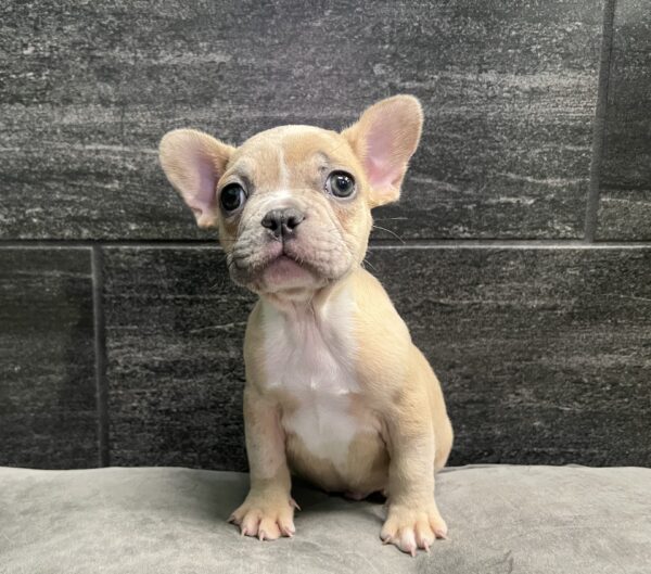 [#M06415]  - Blue Fawn M French Bulldog Puppies for Sale
