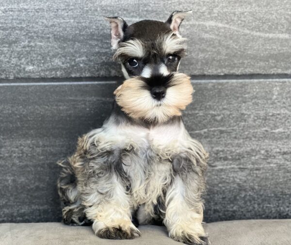 [#251208-02]  - Salt / Pepper M Miniature Schnauzer Puppies for Sale