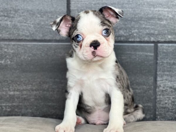 [#251620-02]  - Blue Merle / White M Boston Terrier Puppies for Sale