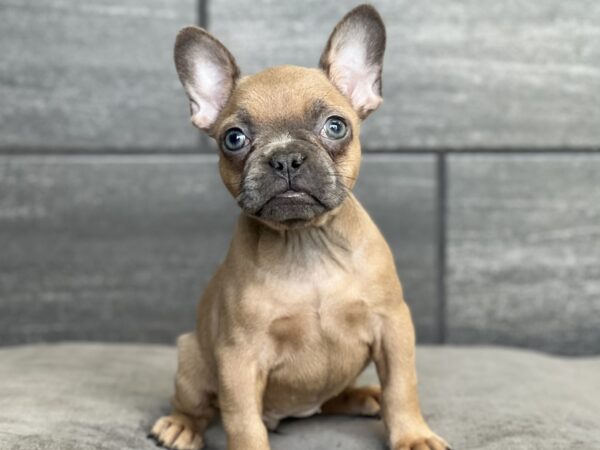 [#251541-06]  - Blue F French Bulldog Puppies for Sale