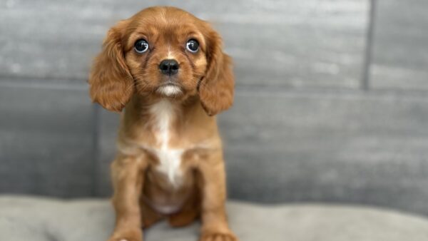 [#25490-05]  - Ruby F Cavalier King Charles Spaniel Puppies for Sale