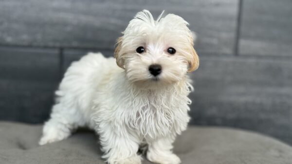 [#M06540]  - White and Cream F Havamalt Puppies for Sale