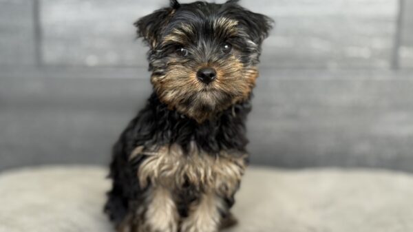 [#M06698]  - Black and Tan F Yorkshire Terrier Puppies for Sale